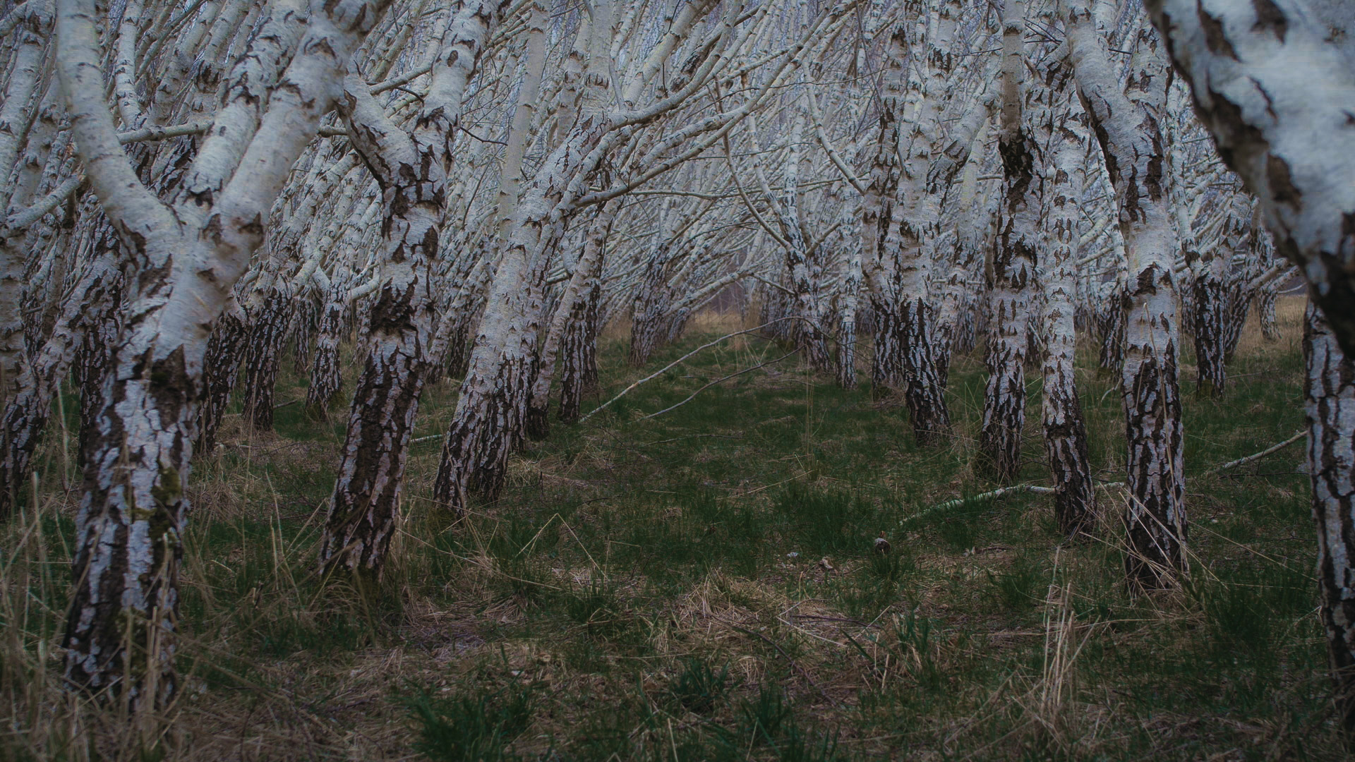 Echoes From Far Away still 2